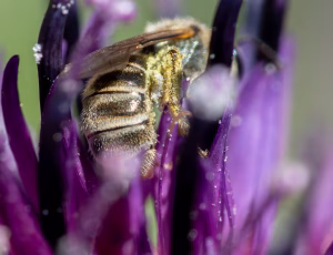 Bronzevejbi - Halictus tumulorum - Hun, , Fotograf Claus Bach.