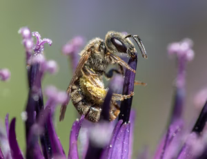 Bronzevejbi - Halictus tumulorum - Hun, , Fotograf Claus Bach.