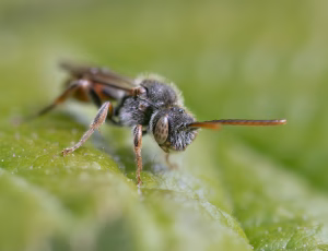 Lille hvepsebi - Nomada flavoguttata - Han, , Fotograf Claus Bach.