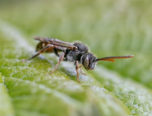 Lille hvepsebi - Nomada flavoguttata - Han, , Fotograf Claus Bach.