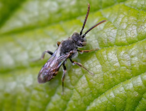 Lille hvepsebi - Nomada flavoguttata - Han, , Fotograf Claus Bach.