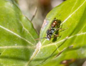 Lille hvepsebi - Nomada flavoguttata - Han, , Fotograf Claus Bach.