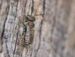 Blå murerbi - Osmia caerulescens - Han, , Fotograf Claus Bach.
