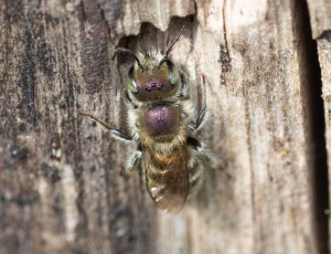 Blå murerbi - Osmia caerulescens - Han, , Fotograf Claus Bach.