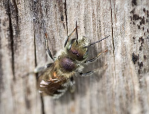 Blå murerbi - Osmia caerulescens - Han, , Fotograf Claus Bach.
