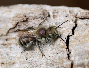 Blå murerbi - Osmia caerulescens - Han, , Fotograf Claus Bach.