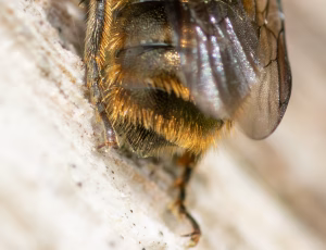 Kurvmurerbi - Osmia leaiana - Han, , Fotograf Claus Bach.