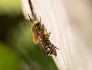 Kurvmurerbi - Osmia leaiana - Han, , Fotograf Claus Bach.