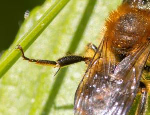 Kurvmurerbi - Osmia leaiana - Han, , Fotograf Claus Bach.