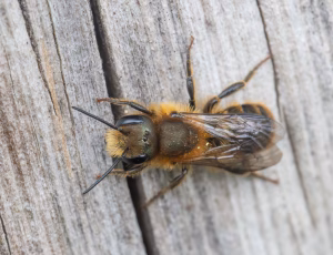 Kurvmurerbi - Osmia leaiana - Han, , Fotograf Claus Bach.
