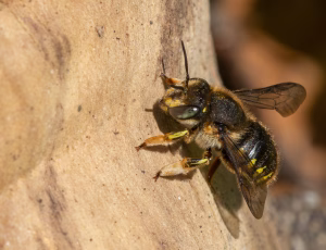Stor uldbi - Anthidium manicatum - Hun, , Fotograf Claus Bach.