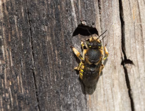Stor uldbi - Anthidium manicatum - Hun, , Fotograf Claus Bach.