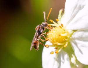 Lille hvepsebi - Nomada flavoguttata - Hun, , Fotograf Claus Bach.