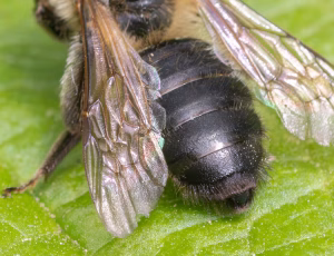 Tjørnejordbi - Andrena carantonica - Hun, , Fotograf Claus Bach.