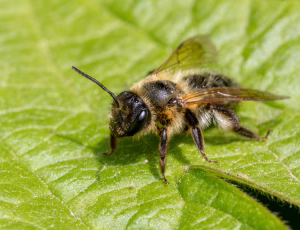 Tjørnejordbi - Andrena carantonica - Hun, , Fotograf Claus Bach.
