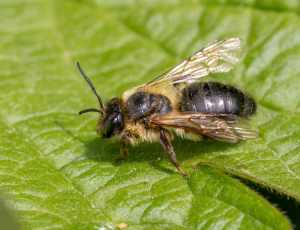 Tjørnejordbi - Andrena carantonica - Hun, , Fotograf Claus Bach.