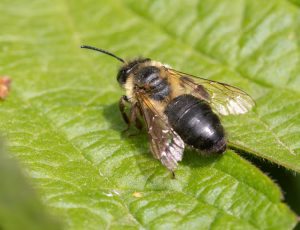 Tjørnejordbi - Andrena carantonica - Hun, , Fotograf Claus Bach.