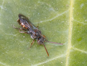 Lille hvepsebi - Nomada flavoguttata - Hun, , Fotograf Claus Bach.