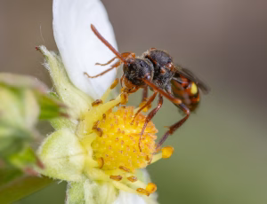Nomada Fund 1 - Hun, , Fotograf Claus Bach.