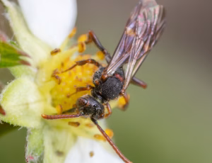 Nomada Fund 1 - Hun, , Fotograf Claus Bach.