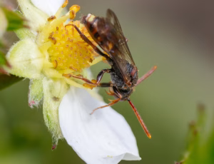 Nomada Fund 1 - Hun, , Fotograf Claus Bach.