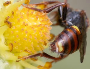 Nomada Fund 1 - Hun, , Fotograf Claus Bach.