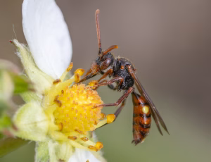 Nomada Fund 1 - Hun, , Fotograf Claus Bach.