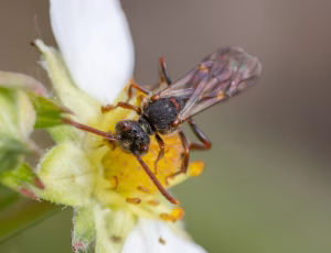 Nomada Fund 1 - Hun, , Fotograf Claus Bach.