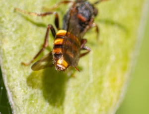 Nomada Fund 2 - Hun, , Fotograf Claus Bach.