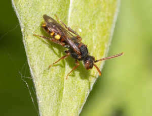 Nomada Fund 2 - Hun, , Fotograf Claus Bach.