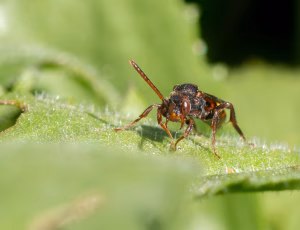 Nomada Fund 2 - Hun, , Fotograf Claus Bach.
