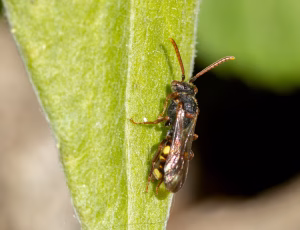 Nomada Fund 2 - Hun, , Fotograf Claus Bach.