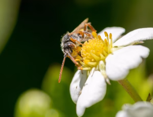 Nomada Fund 5 - Han, , Fotograf Claus Bach.