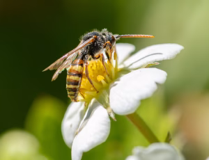 Nomada Fund 5 - Han, , Fotograf Claus Bach.