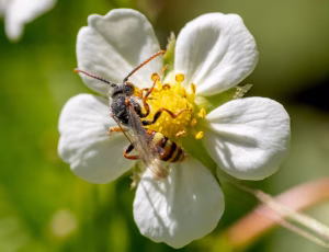 Nomada Fund 5 - Han, , Fotograf Claus Bach.