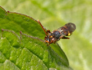 Nomada Fund 3 - Hun, , Fotograf Claus Bach.