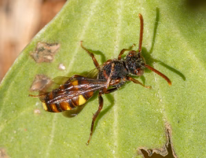 Nomada Fund 3 - Hun, , Fotograf Claus Bach.