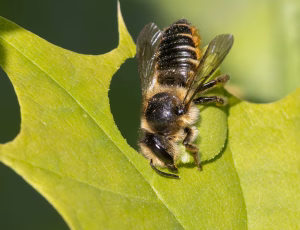 Rosenbladskærerbi - Megachile centuncularis - Hun, , Fotograf Claus Bach.