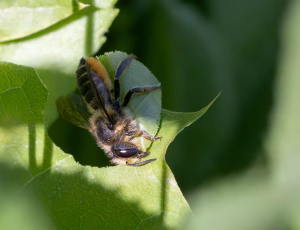 Rosenbladskærerbi - Megachile centuncularis - Hun, , Fotograf Claus Bach.