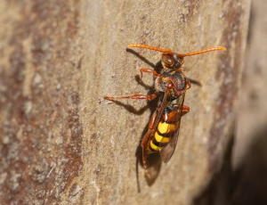 Gulbåndet hvepsebi - Nomada flava - Hun, , Fotograf Claus Bach.