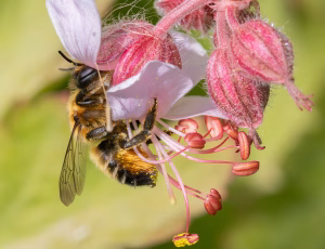 Rosenbladskærerbi - Megachile centuncularis - Hun, , Fotograf Claus Bach.