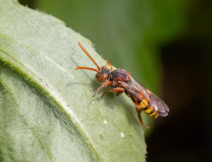 Gulbåndet hvepsebi - Nomada flava - Hun, , Fotograf Claus Bach.