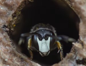 Hedemaskebi - Hylaeus incongruus - Han, , Fotograf Claus Bach.