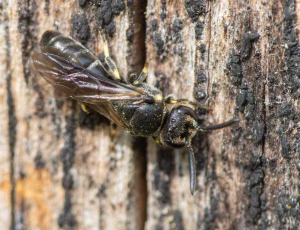 Hedemaskebi - Hylaeus incongruus - Han, , Fotograf Claus Bach.