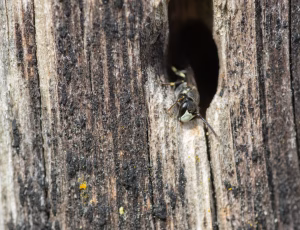 Hedemaskebi - Hylaeus incongruus - Han, , Fotograf Claus Bach.