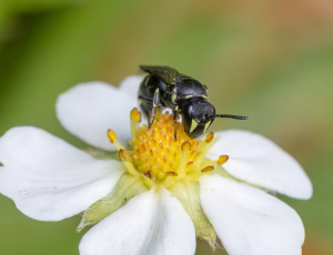 Hedemaskebi - Hylaeus incongruus - Hun, , Fotograf Claus Bach.