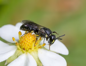 Hedemaskebi - Hylaeus incongruus - Hun, , Fotograf Claus Bach.