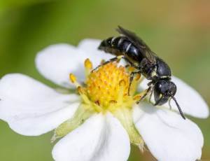 Hedemaskebi - Hylaeus incongruus - Hun, , Fotograf Claus Bach.