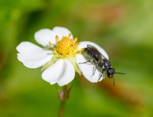 Hedemaskebi - Hylaeus incongruus - Hun, , Fotograf Claus Bach.