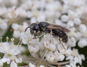 Havemaskebi - Hylaeus communis - Hun, , Fotograf Claus Bach.